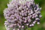 Broadleaf wild leek